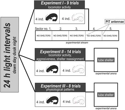 Stressful Daylight: Differences in Diel Rhythmicity Between Albino and Pigmented Fish